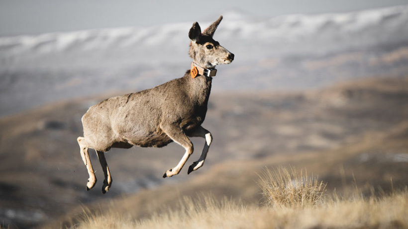 Mo mule deer Mo mule deer