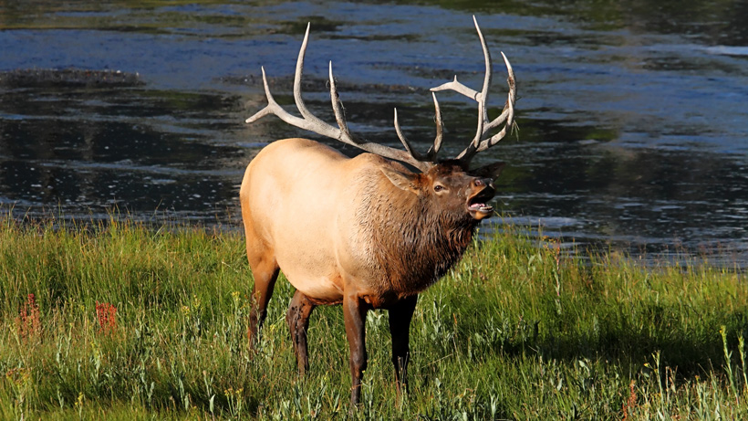 Montana Elk Montana Elk