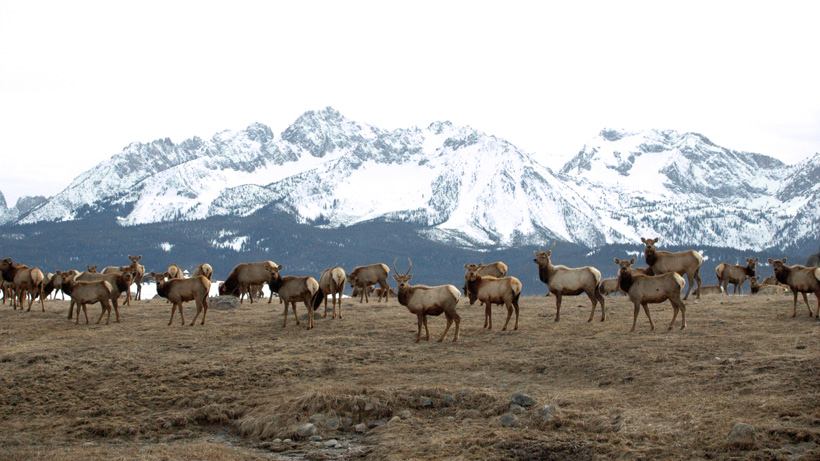Montana Elk Herd Montana Elk Herd