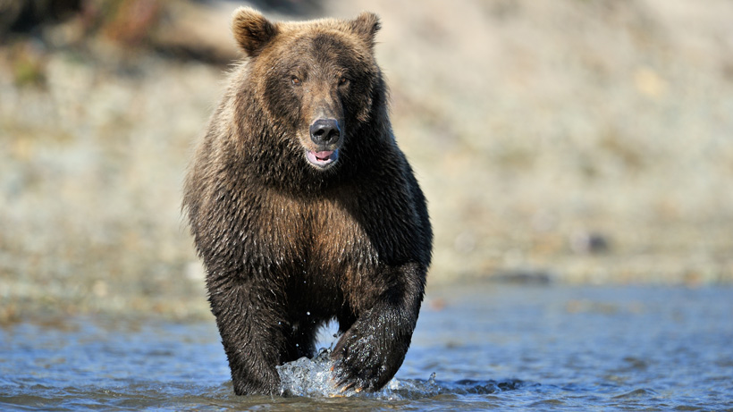 Montana Grizzly Bear Montana Grizzly Bear