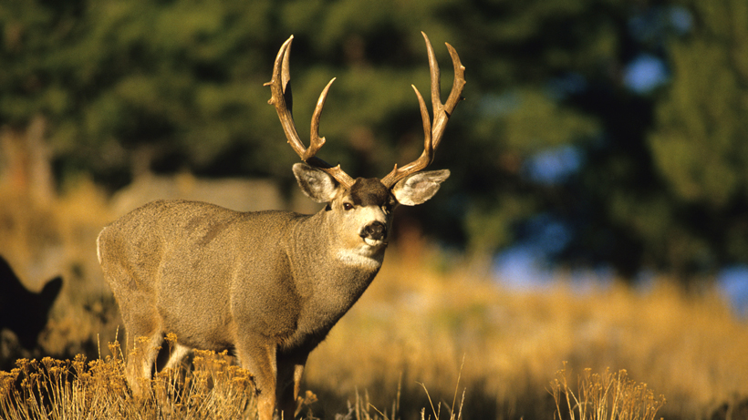 Montana Mule Deer Montana Mule Deer