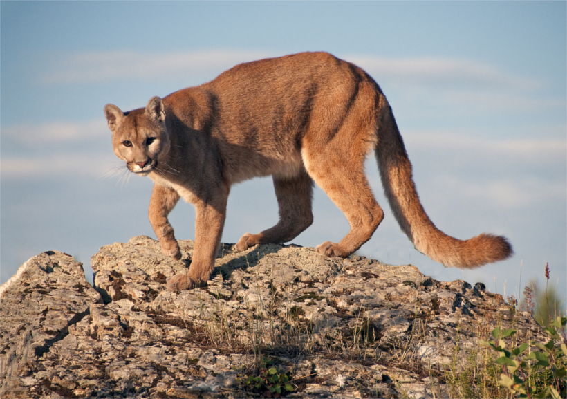 Mountain Lion stands strong Mountain Lion stands strong