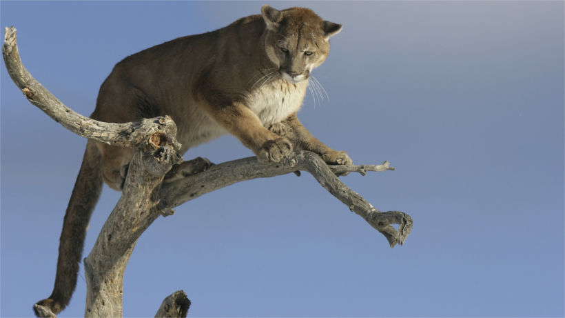 Mountain lion looking down from on top a tree Mountain lion looking down from on top a tree