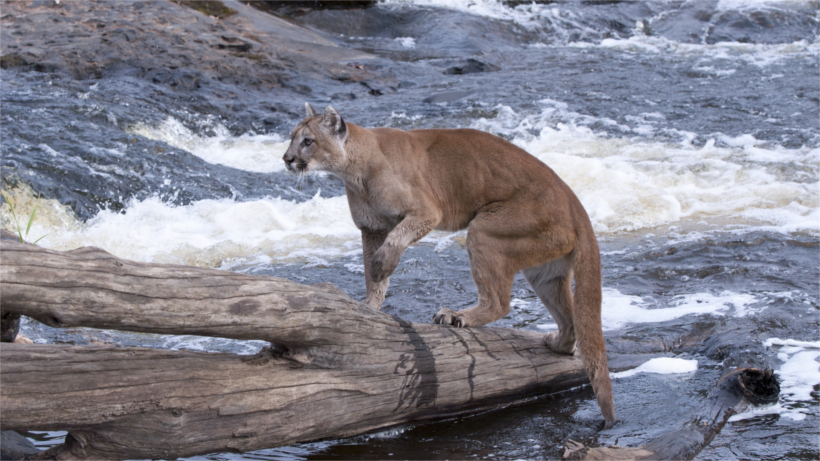 Mountain lion on log in river Mountain lion on log in river