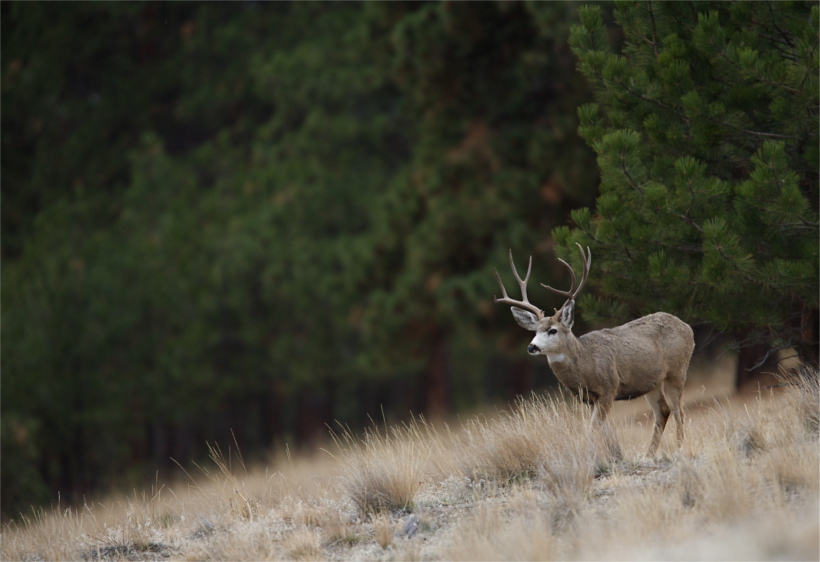 Mule Deer Mule Deer