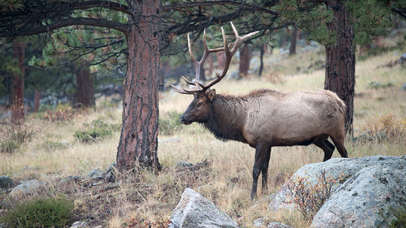 Nevada Elk Nevada Elk