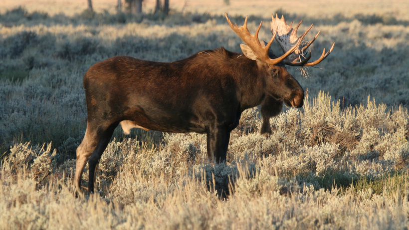Nevada Moose Nevada Moose