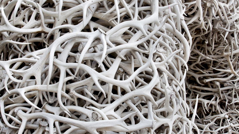Nevada Shed Antlers Nevada Shed Antlers