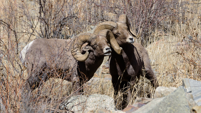 New Mexico Bighorn Sheep New Mexico Bighorn Sheep