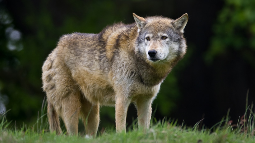 New York Wolf New York Wolf
