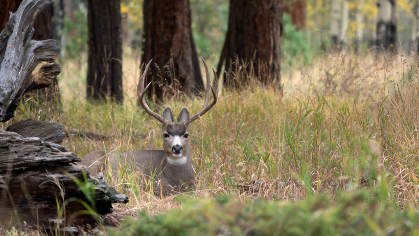 Oregon Mule Deer Oregon Mule Deer