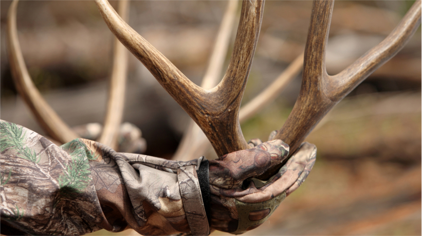 Holding a pair of antlers (not from deer in article) Holding a pair of antlers (not from deer in article)