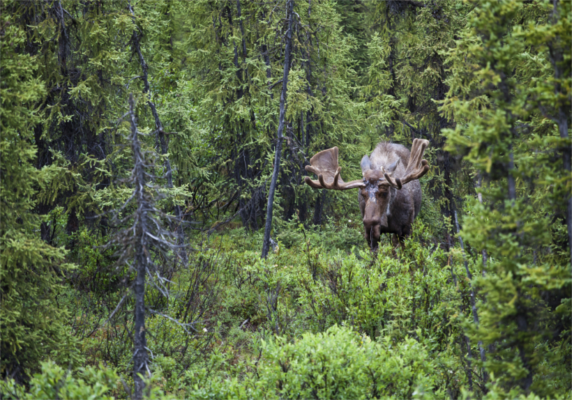 Moose wandering in forest Moose wandering in forest