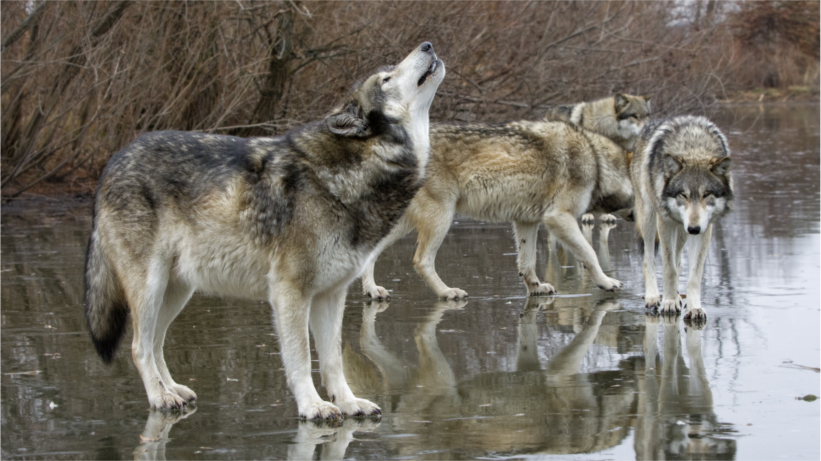 wolf howling, pack close behind wolf howling, pack close behind