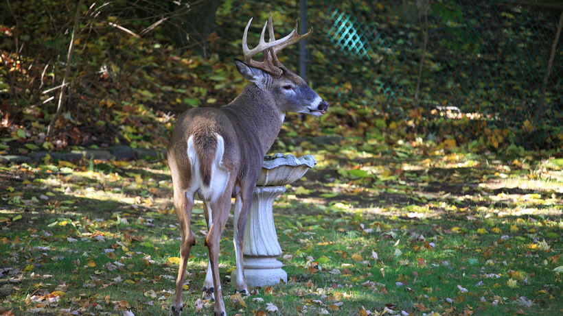South Dakota Whitetail South Dakota Whitetail