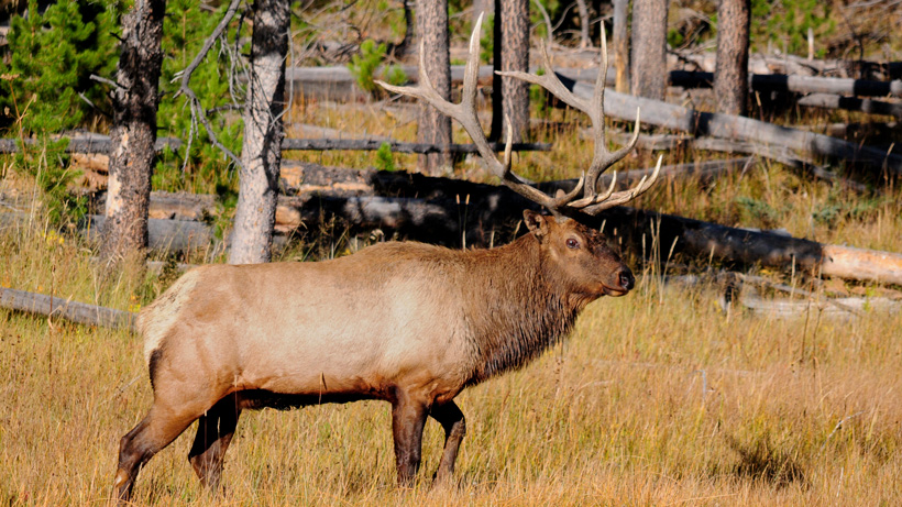 Utah Elk Utah Elk