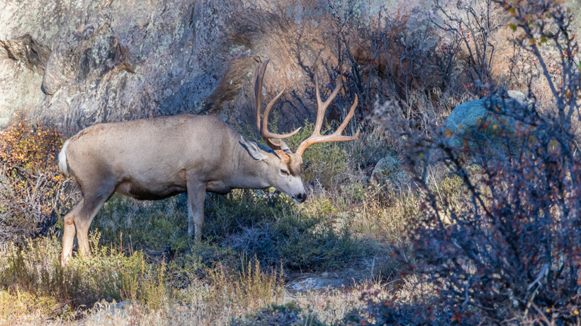 Utah Mule Deer Utah Mule Deer