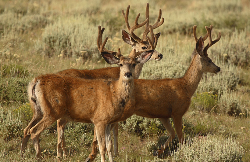 Velvet bucks Velvet Bucks