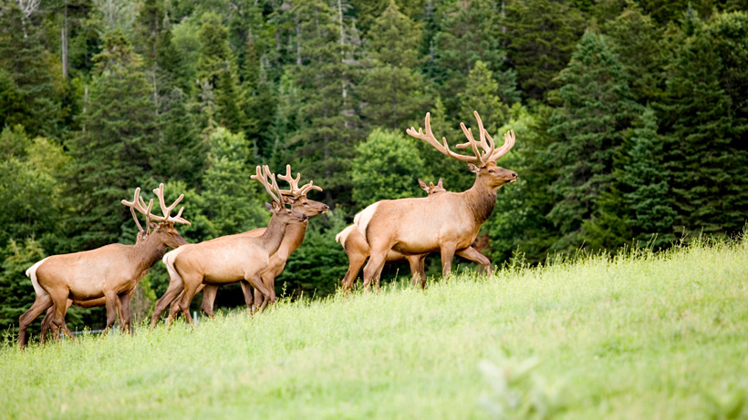 Vermont elk herd Vermont elk herd