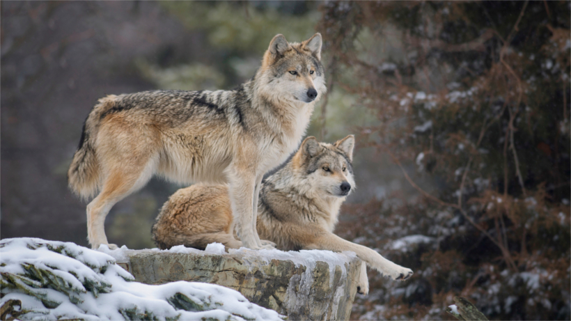 Wolves on snowy ledge Wolves on snowy ledge