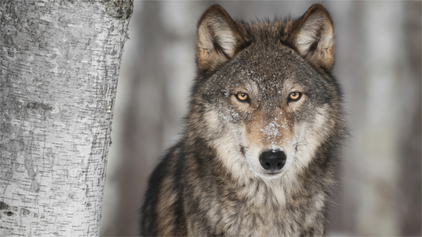 Wolf in snowy forest Wolf in snowy forest