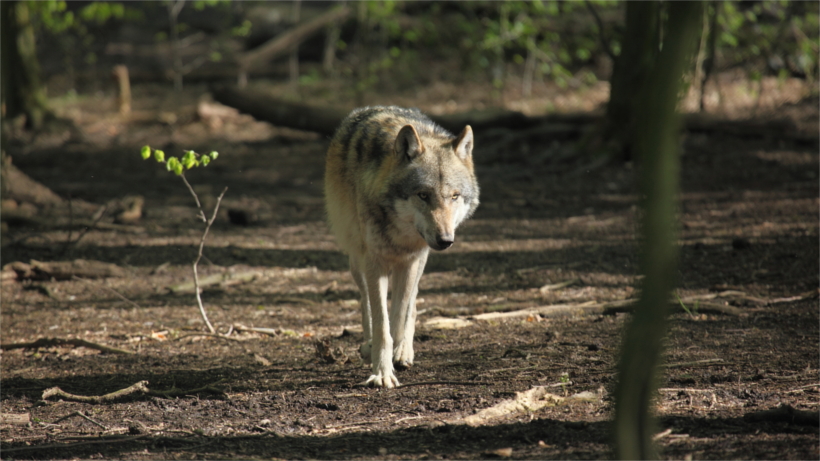 Wolf walking through woods Wolf walking through woods