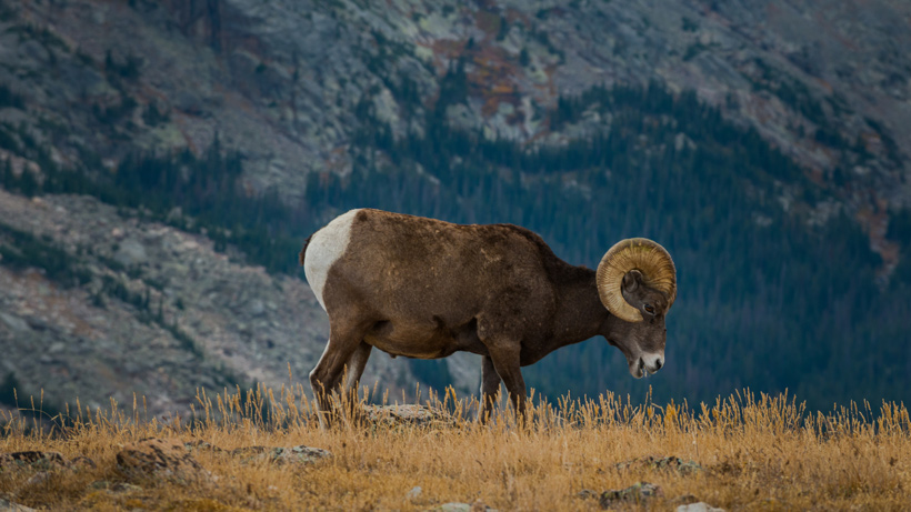 Washington Bighorn Sheep Washington Bighorn Sheep