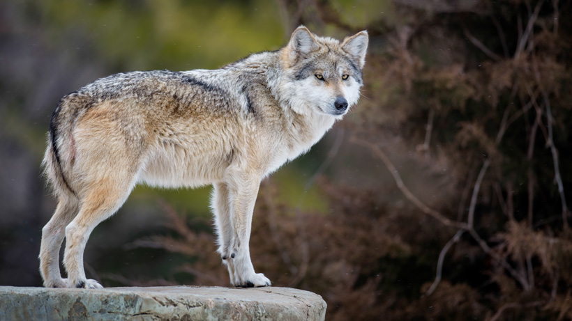 Washington Wolf Washington Wolf