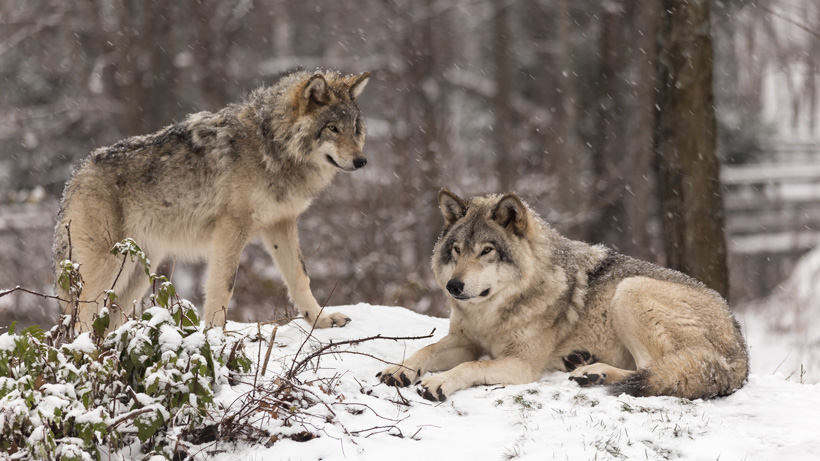 Washington Wolf Washington Wolf