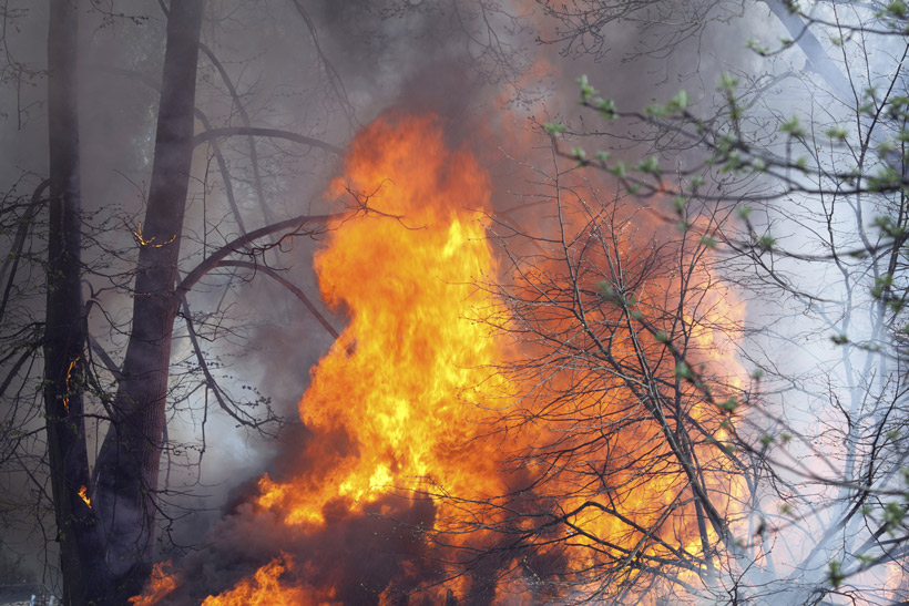 Wildfire Wildfire