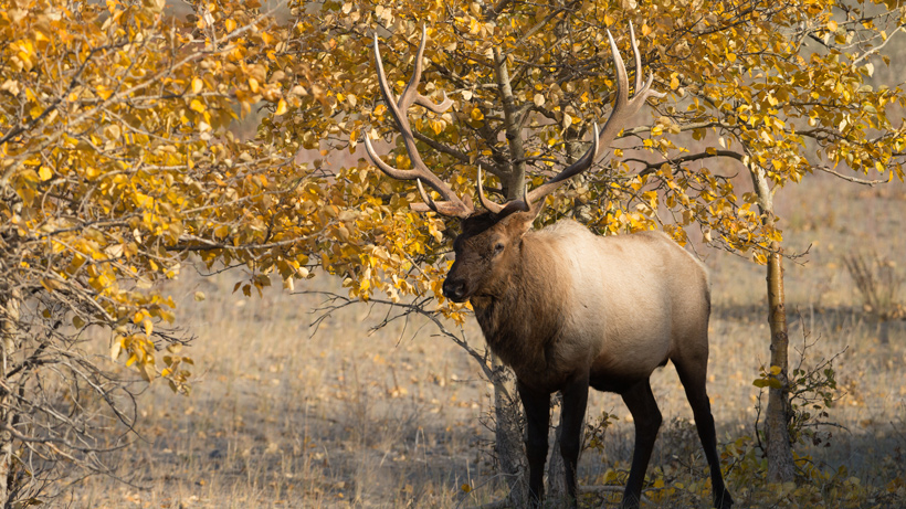 Wisconsin Elk Wisconsin Elk