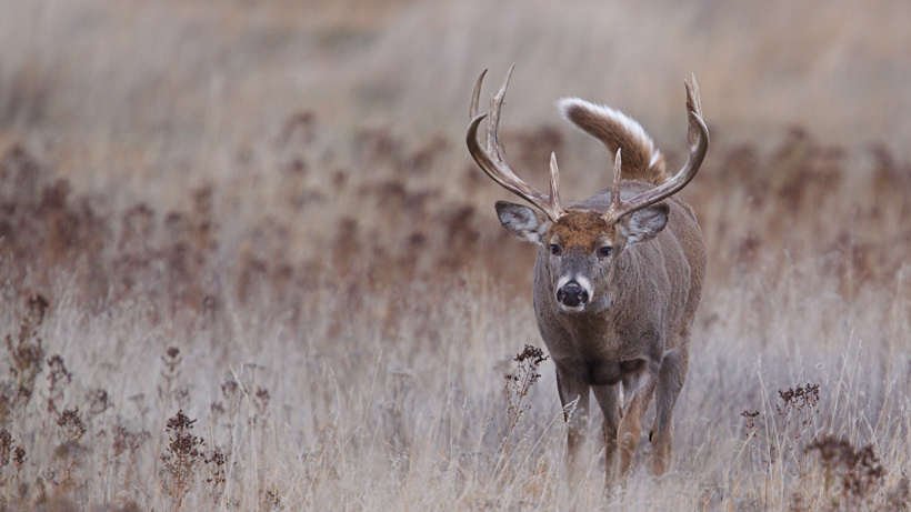 Wisconsin whitetail Wisconsin whitetail