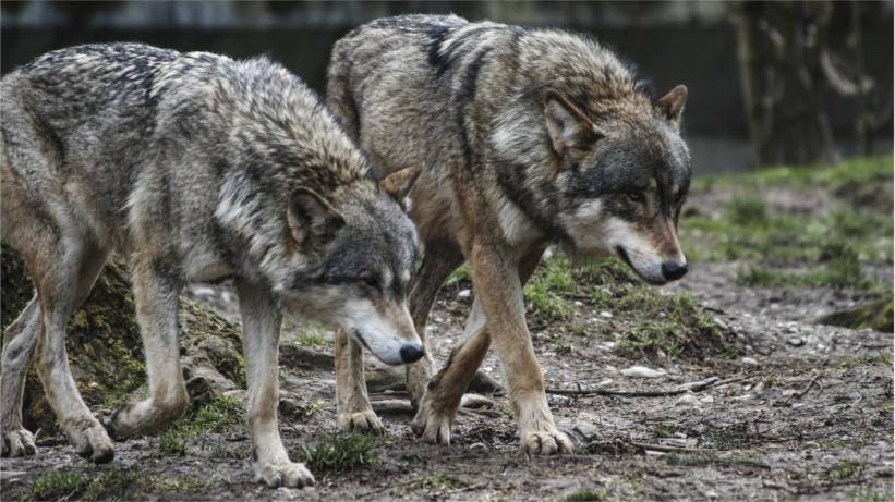 Two wolves walking with their heads down Two wolves walking witht heir heads down