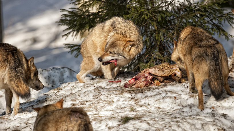 Wolf eating livestock Wolf eating livestock