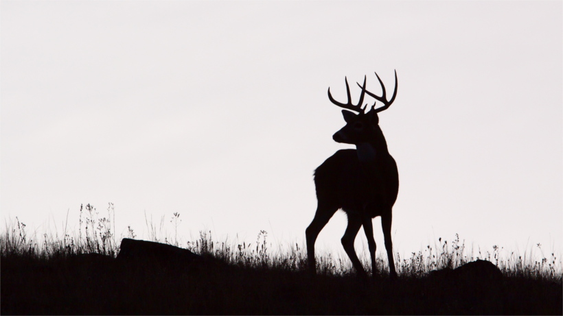 Silhouette of a whitetail Silhouette of a whitetail