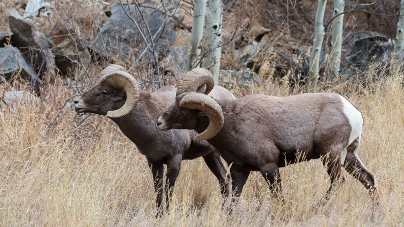Bighorn Sheep Bighorn Sheep