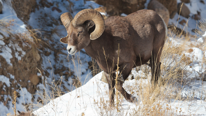 Wyoming Bighorn Sheep Wyoming Bighorn Sheep