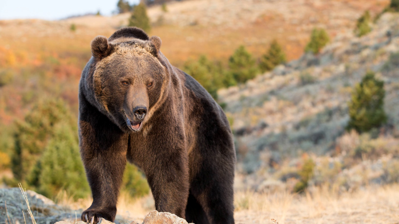 Wyoming grizzly bear Wyoming grizzly bear