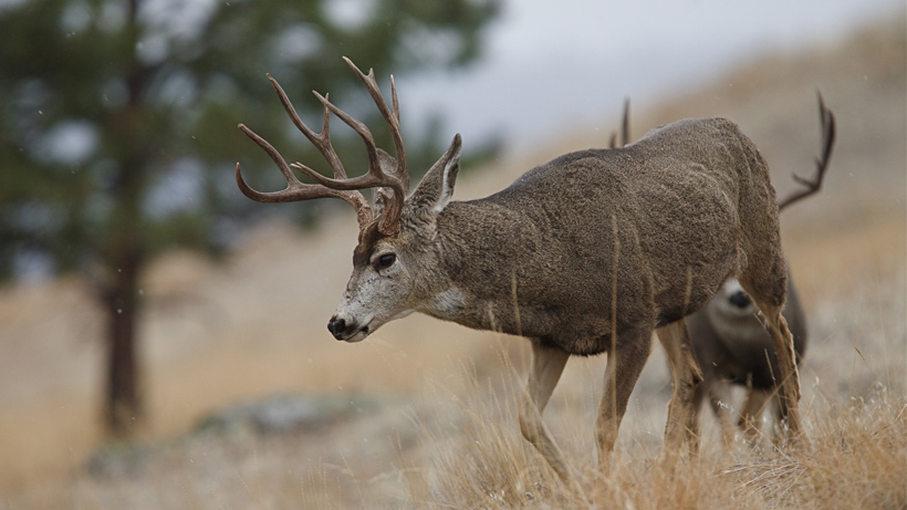 Wyoming Mule Deer Wyoming Mule Deer