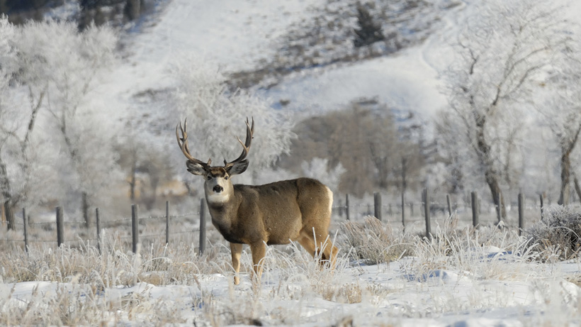 Wyoming Mule Deer Wyoming Mule Deer