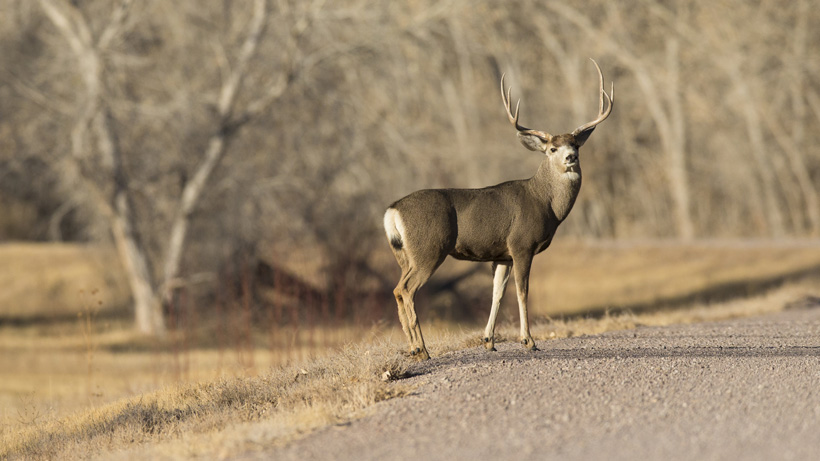 Wyoming Mule Deer Wyoming Mule Deer