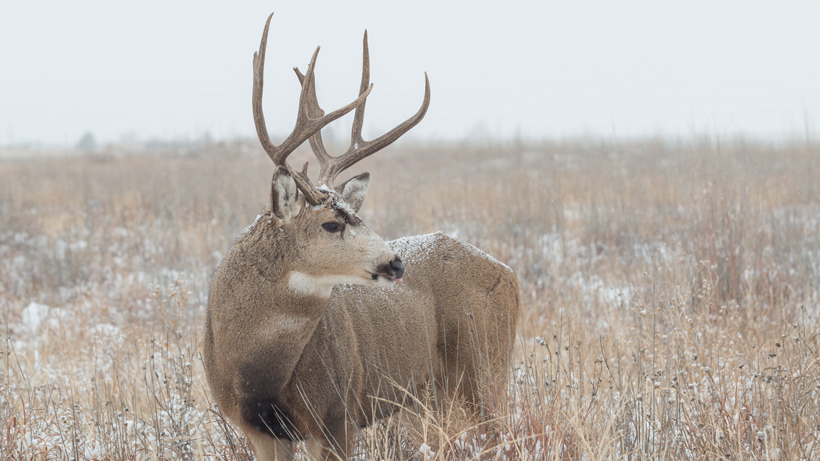 Wyoming Mule Deer Wyoming Mule Deer