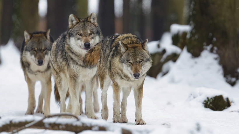 Wyoming Wolves Wyoming Wolves