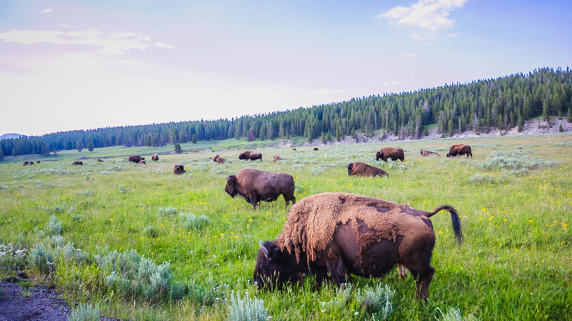 Yellowstone Bison Yellowstone Bison