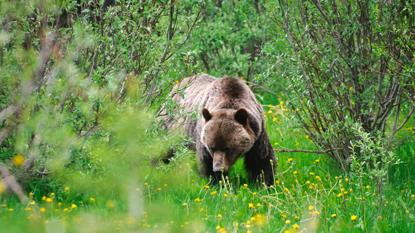 Yellowstone Grizzly Yellowstone Grizzly