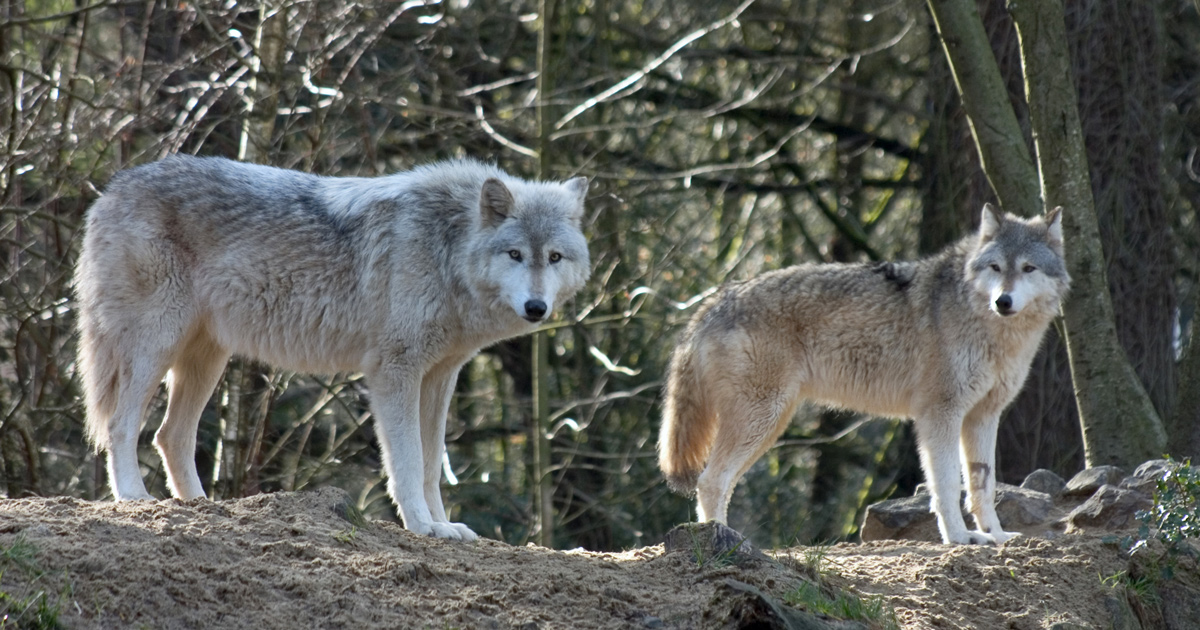Michigan’s Isle Royale only has two wolves left goHUNT