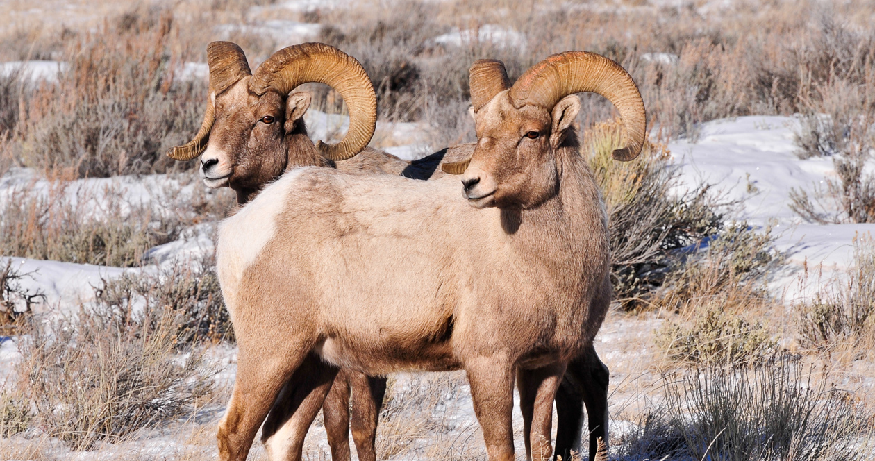 Is a Montana landowner’s push to graze domestic animals dangerous to bighorn sheep?