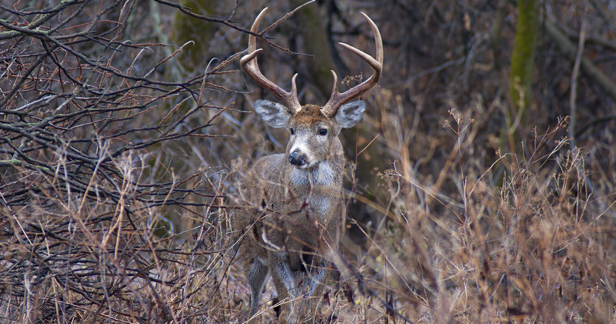 Season strategies for private and public land whitetails