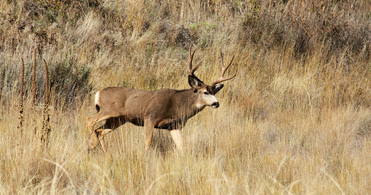 South Dakota changes deer license allocation