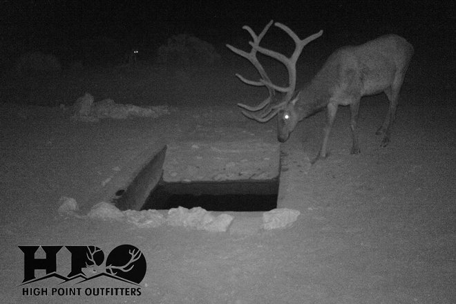 elk on trail camera